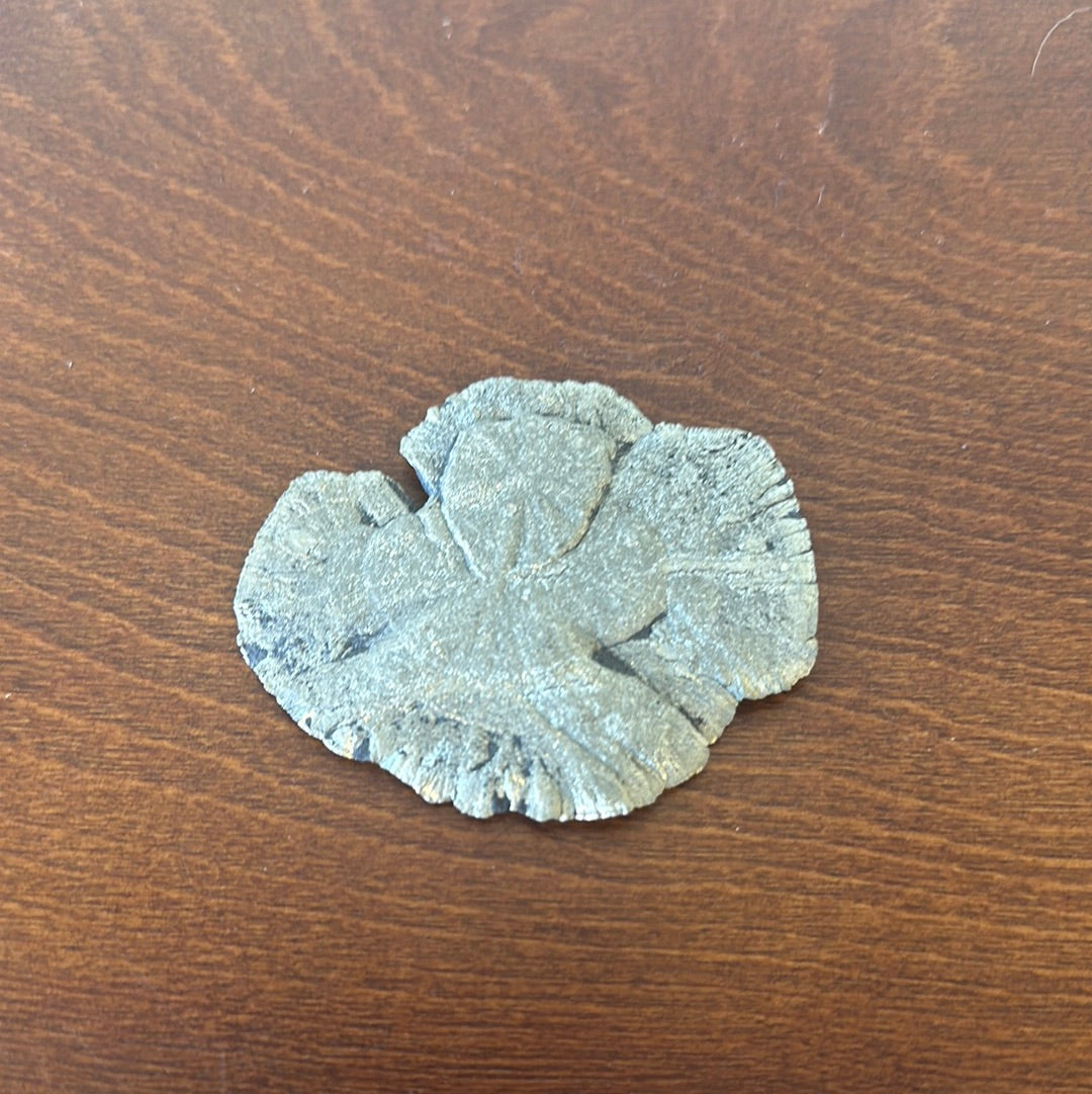 Pyrite Sand Dollar