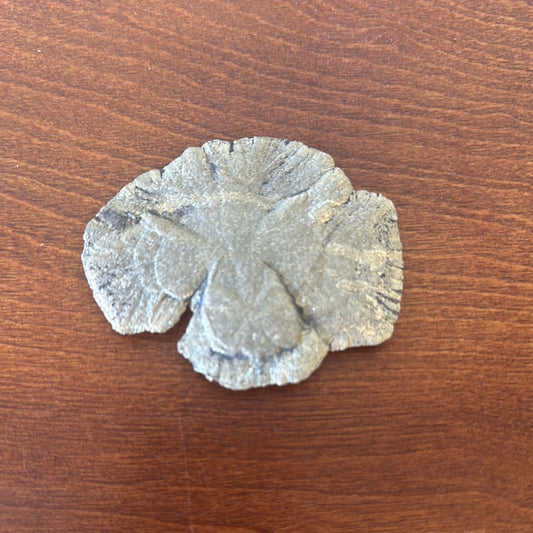 Pyrite Sand Dollar