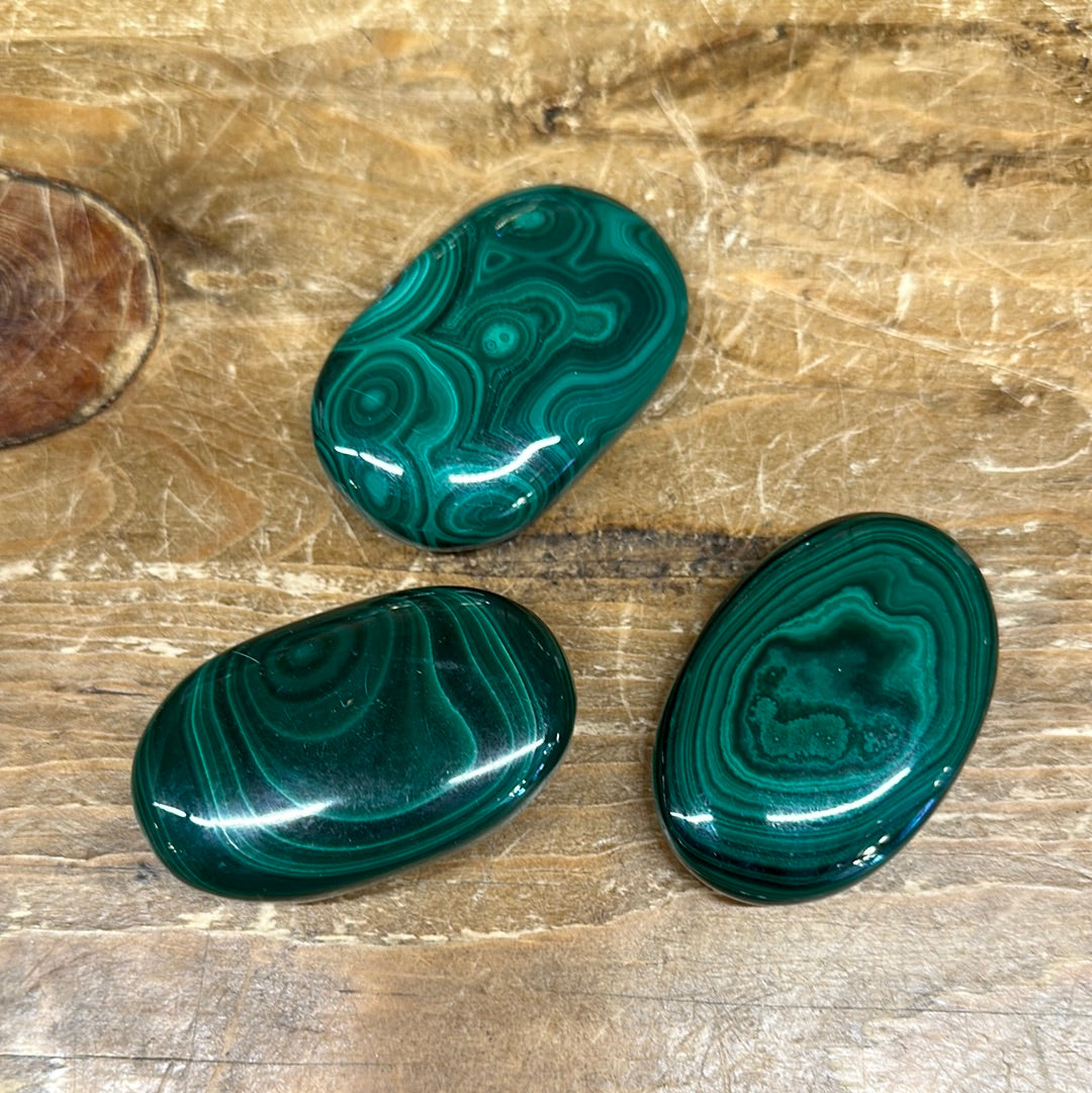 Malachite Palm