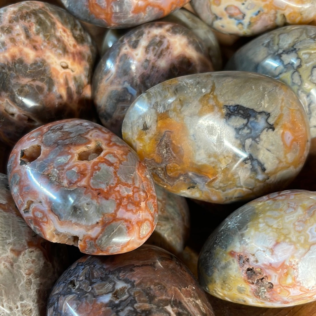 Mexican Crazy Lace Agate Palm